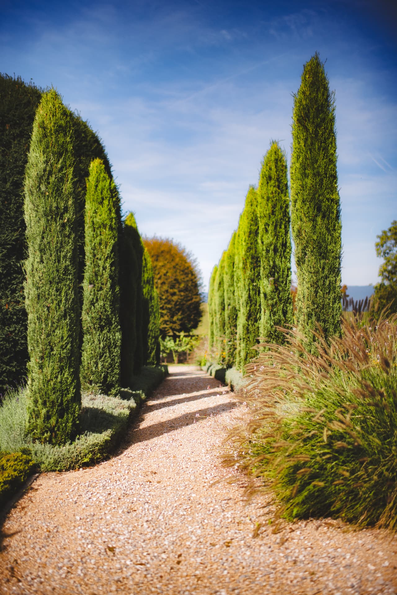 Allée bordée de grands cyprès dans le parc du Château de Crâche, près de Genève