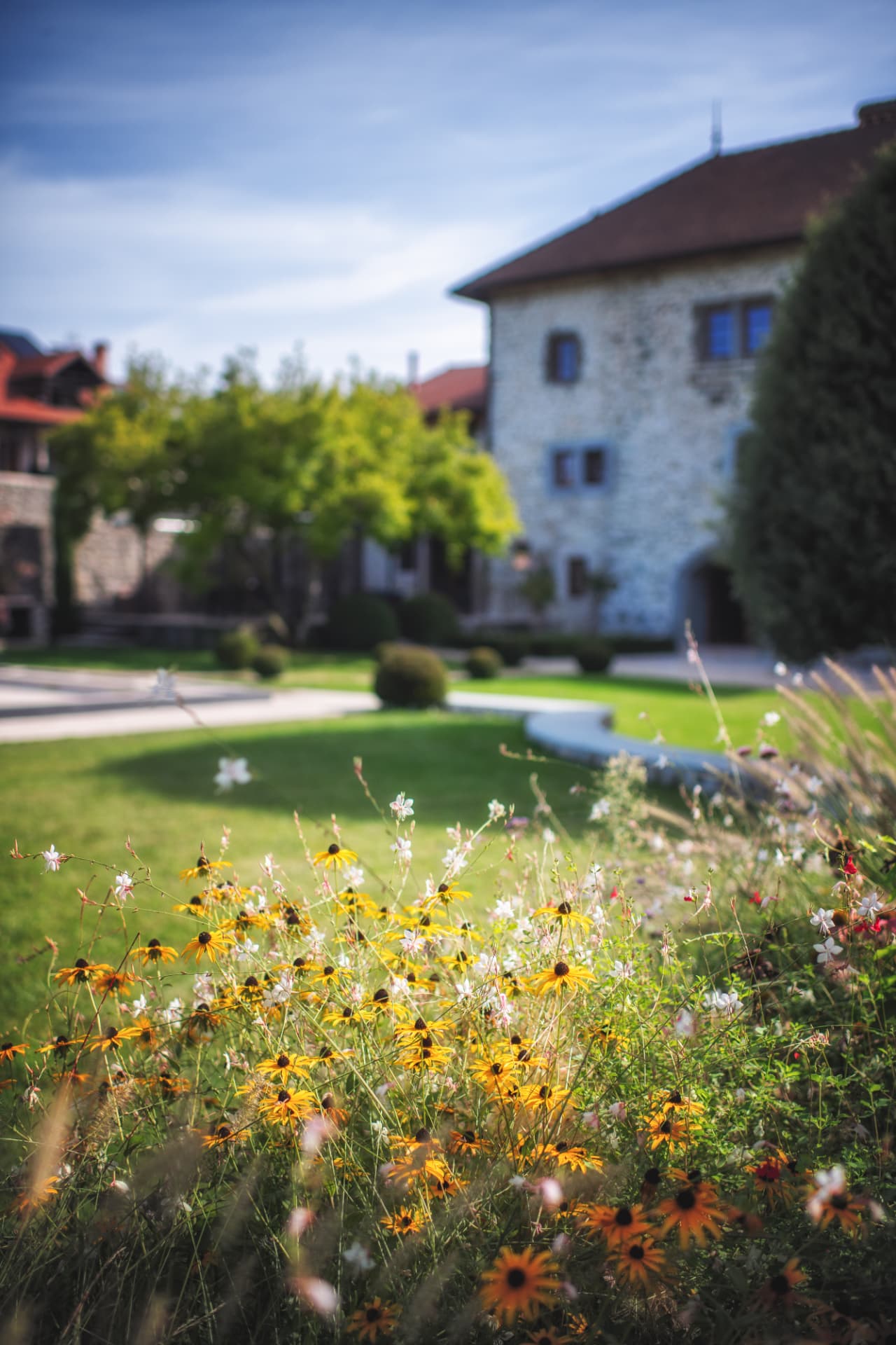 Massifs de rudbeckias devant la façade en galets du Château de Crâche